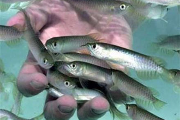 پارس برزگر اذربایجان | فروش انواع بچه ماهی ماهیان گرمابی