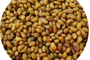 پاکان بذر اصفهان | فروش بذر یونجه با خلوص 99 درصد در ارقام مختلف