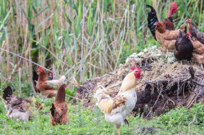 کیمیا کود | فروش کود مرغی گرانوله و پودری